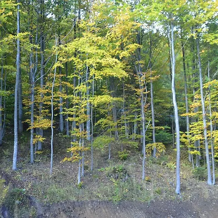 Romantika Rose11 Apartment Tale