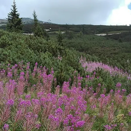 Romantika Rose11 Daire *