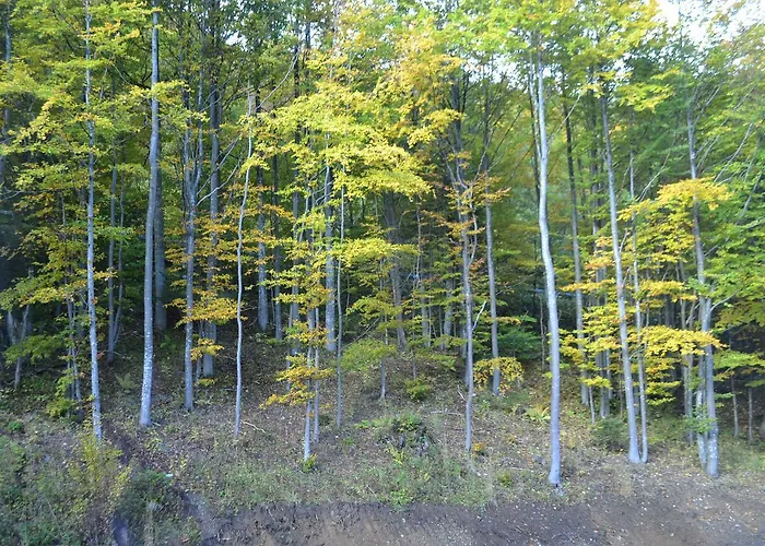 Romantika Rose11 Apartment Tale