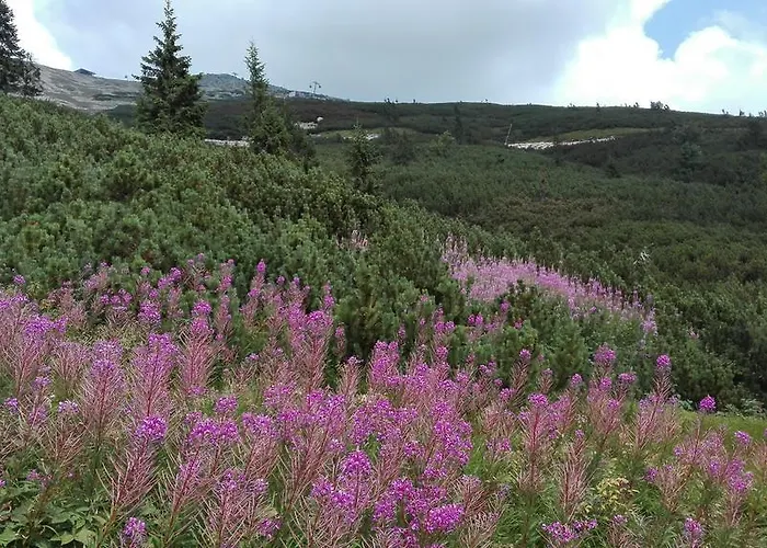 Romantika Rose11 Apartment *